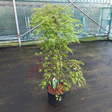 Acer pal. 'Dissectum'