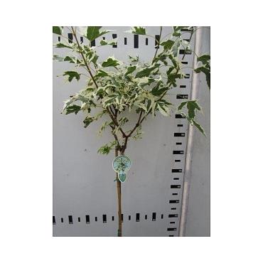 Acer plat. 'Drummondii'