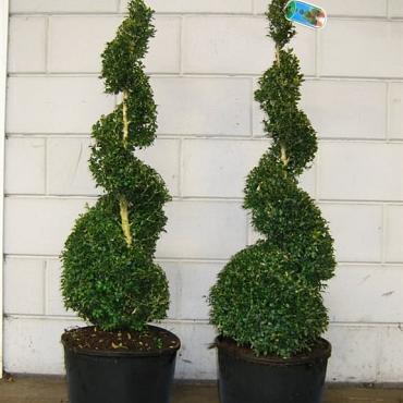 Buxus sempervirens  -Spiral-