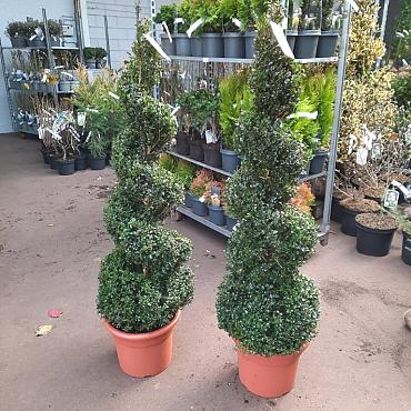 Buxus sempervirens  -Spiral-