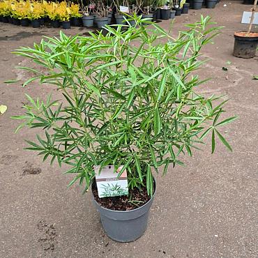 Choisya 'Aztec Pearl'