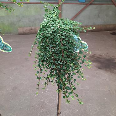 Cotoneaster dam. 'Winter Jewel'