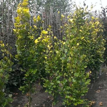 Fagus syl. 'Dawyck Gold'