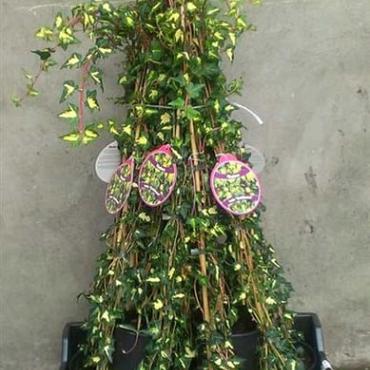 Hedera in Cultivars