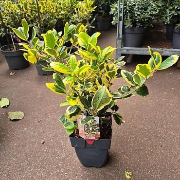 Ilex altacl. 'Golden King'