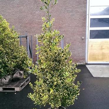 Ilex altacl. 'Golden King'