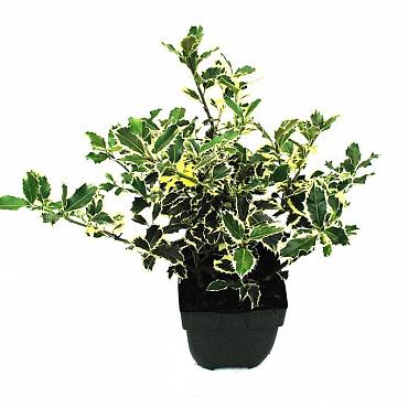 Ilex aq. 'Argentea Marginata'