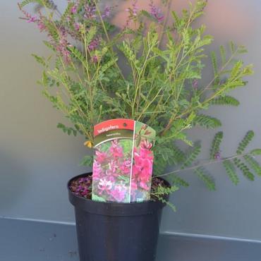 Indigofera heterantha