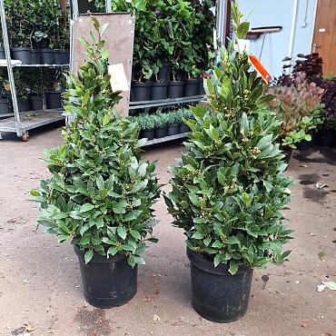 Laurus nobilis