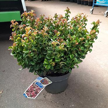 Leucothoe axillaris 'Curly Red'