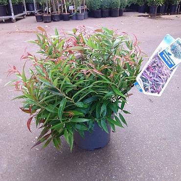 Leucothoe keiskei Burning Love