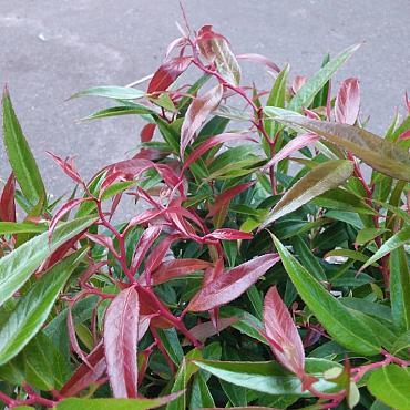 Leucothoe keiskei Burning Love