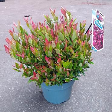 Leucothoe 'Little Flames'