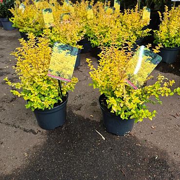 Ligustrum oval. 'Lemon and Lime'