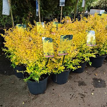 Ligustrum oval. 'Lemon and Lime'