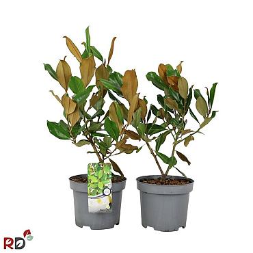 Magnolia grandiflora