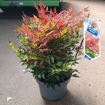 Nandina d. Obsessed