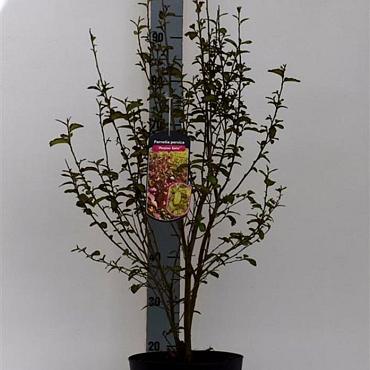 Parrotia persica 'Persian Spire'