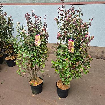 Parrotia persica 'Persian Spire'
