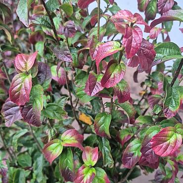 Parrotia persica 'Persian Spire'