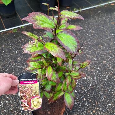 Parrotia persica 'Persian Spire'