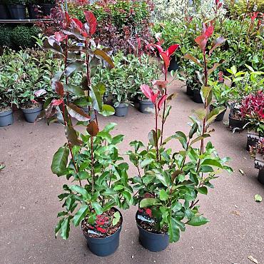 Photinia fraseri 'Camilvy'