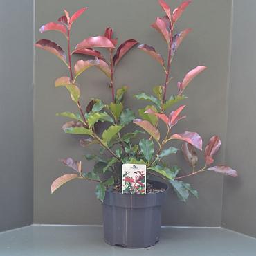 Photinia fraseri 'Camilvy'