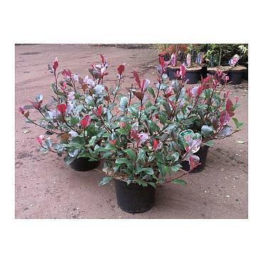 Photinia fraseri 'Little Red Robin'