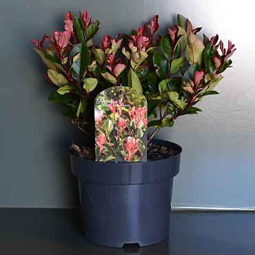 Photinia fraseri 'Little Red Robin'