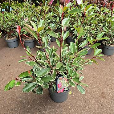 Photinia fraseri Pink Marble