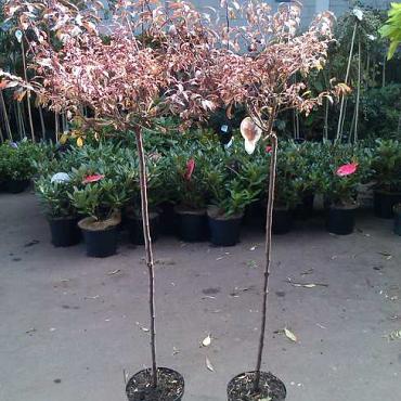 Prunus cer. 'Hessei'