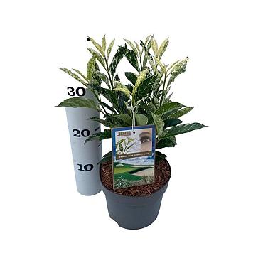 Prunus l. 'Ivory'
