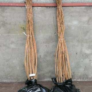 Prunus serr. 'Shirofugen'