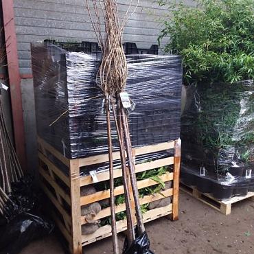 Prunus ser. 'Taihaku'