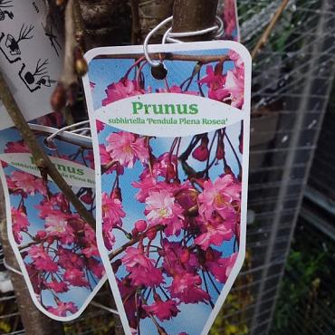 Prunus subh. 'Pendula Plena Rosea'
