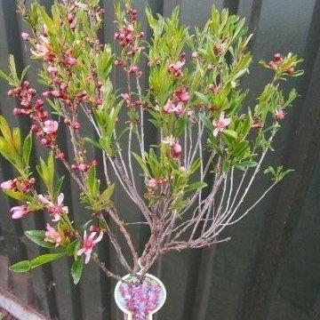 Prunus tenella 'Fire Hill'