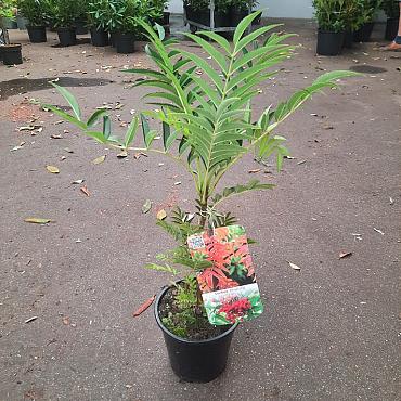 Sorbus 'Dodong'