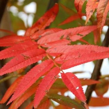 Sorbus 'Dodong'