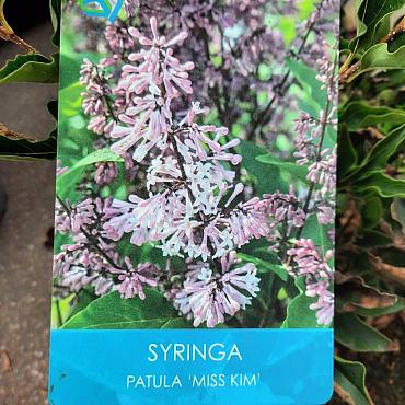 Syringa patula 'Miss Kim'