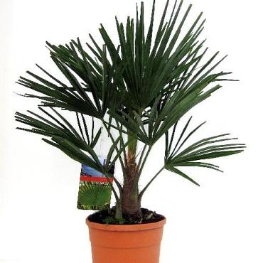 Trachycarpus fortunei