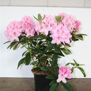 Rhododendron 'Albert Schweitzer'