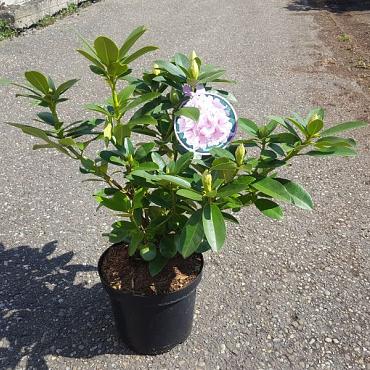 Rhododendron 'Albert Schweitzer'