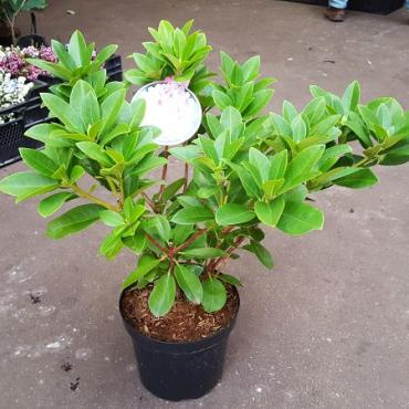 Rhododendron 'Albert Schweitzer'