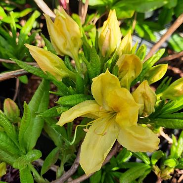 Rhododendron (AK) 'Anneke'