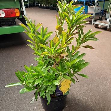 Rhododendron (AK) 'Anneke'
