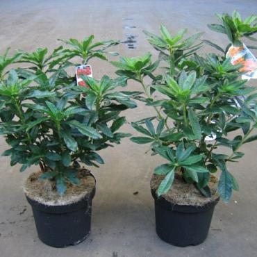 Rhododendron (AK) 'Anneke'