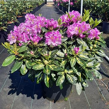 Rhododendron 'Goldflimmer'