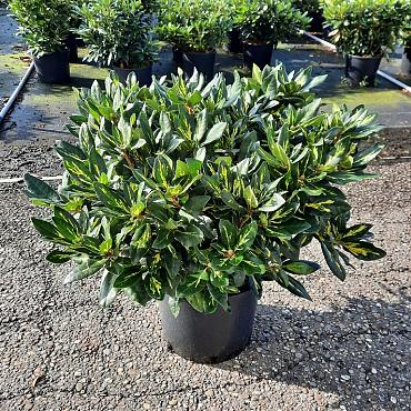 Rhododendron 'Goldflimmer'