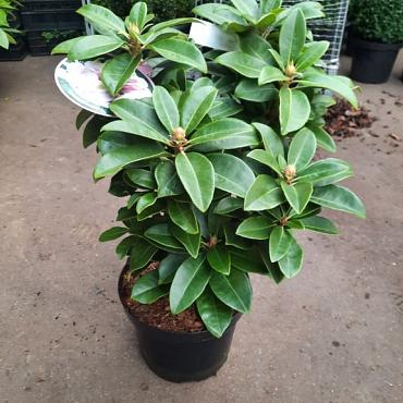 Rhododendron 'Gomer Waterer'