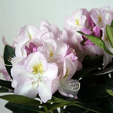 Rhododendron 'Gomer Waterer'